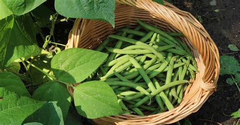 When and How to Harvest Snap Beans | Gardener’s Path