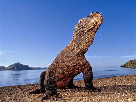 5-five-5: Komodo National Park (Indonesia).