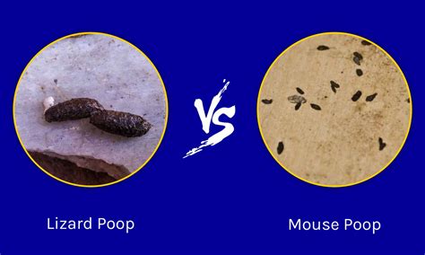 Difference Between Bat And Mouse Droppings