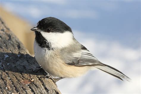 Audubon Gift Center | Black-capped Chickadee