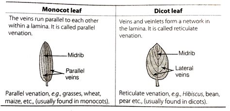 Dicot Leaf With Reticulate Venation