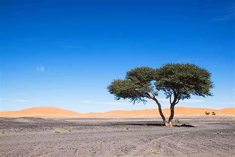 Sahara Desert Plants