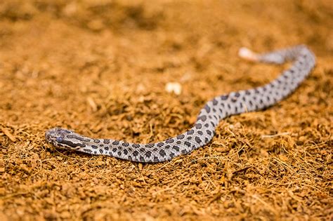 eastern massasauga rattlesnake Archives - Animal Fact Guide