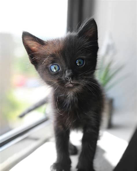 Cute Short-fur Black Kitten With Blue Eyes · Free Stock Photo