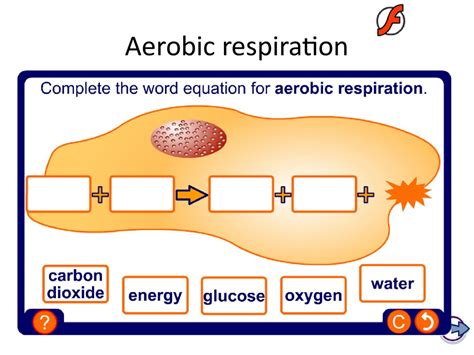 KS4 Biology. The Breathing System - презентация онлайн