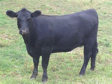 Selecting a Beef Cattle Breed - Cornell Small Farms