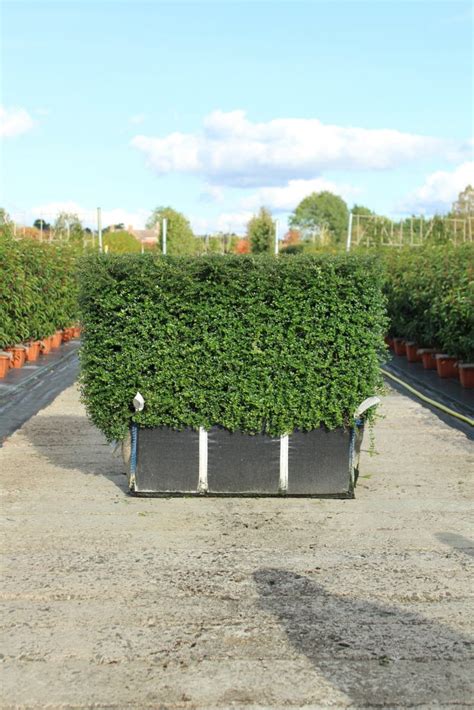 Buy Lonicera Nitida Readybag | Lonicera Nitida Hedge In UK