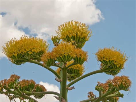 Agave americana - Century Plant, American Aloe | World of Succulents