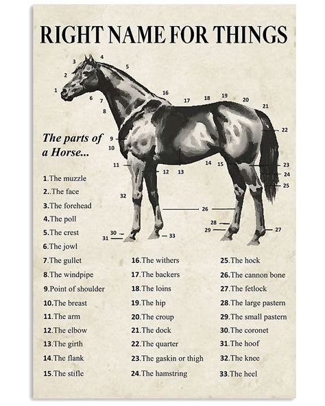 Horse Right Name For Things | Horses, Horse lover, Horse anatomy