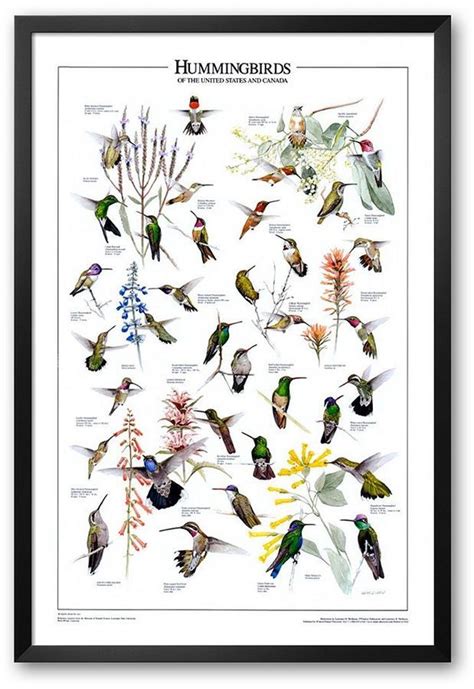 "Hummingbirds of US & Canada" Framed Art Print. | Hummingbird, Bird ...