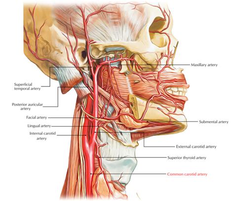 Common Carotid Arteries – Earth's Lab