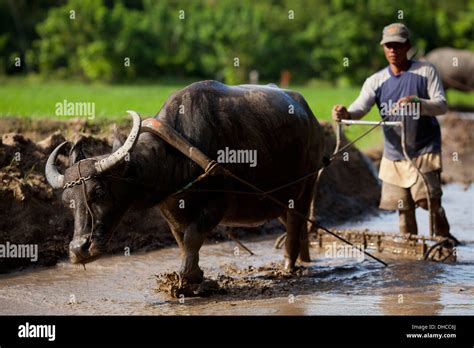 A Filipino farmer drives a carabao while working to level a rice Stock ...