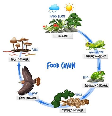 Free Vector | Food chain diagram concept | Food chain diagram, Food ...