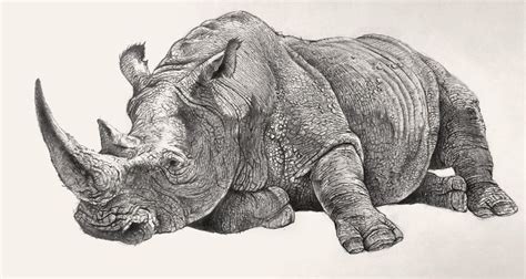 White rhinoceros lying. Pencil drawing by Jean Brunette. | Rhino art ...