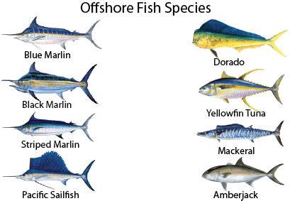 The Costa Rica Fish Species You Can Catch - OffShoreTrips