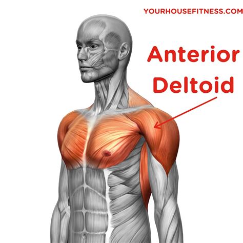 Muscle Breakdown: Anterior Deltoid