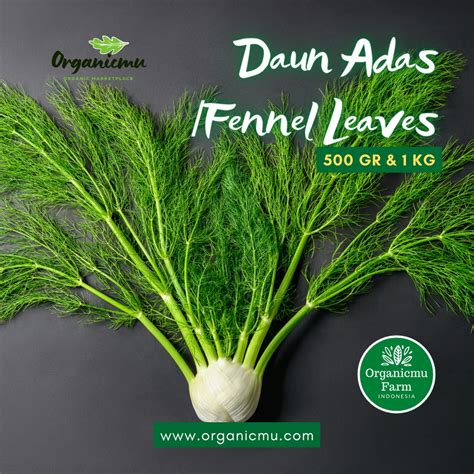 Jual Organicmu - Daun Adas 1 kg | Shopee Indonesia