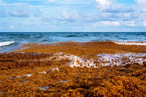 Types of Seaweed