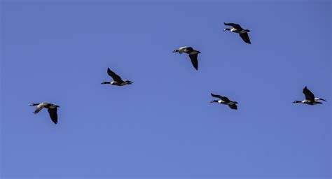 School of Geese flying in V Formation image - Free stock photo - Public ...