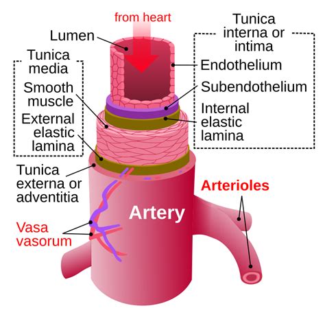 Difference Between Artery and Vein | Compare the Difference Between ...