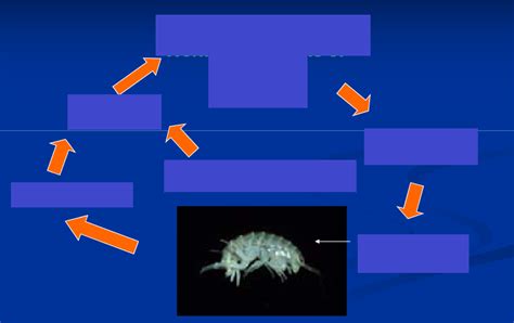 Acanthocephala Generalized Life Cycle Diagram | Quizlet