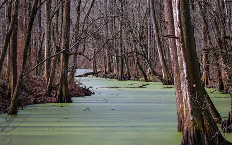 Atchafalaya National Wildlife Refuge | Outdoor Project