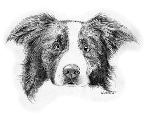 Border Collie Sketch at PaintingValley.com | Explore collection of ...