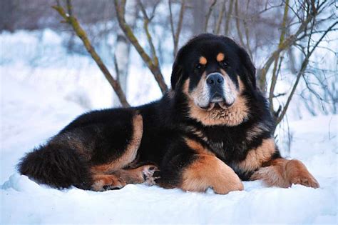 Tibetan Mastiff | Dog Breeds Facts, Advice & Pictures | Mypetzilla UK