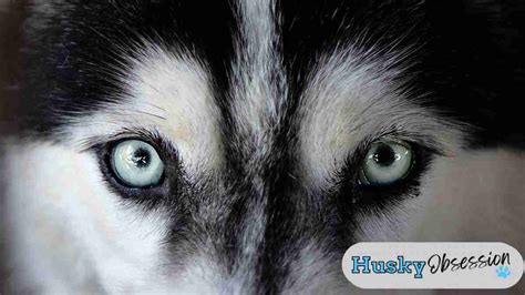 Huskies with Green Eyes: A Rare and Beautiful Sight - Husky Obsession