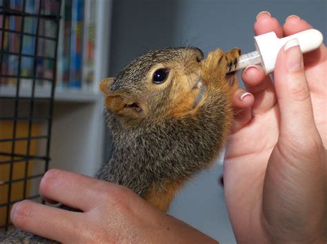 Baby Squirrel Eating Free Photo Download | FreeImages