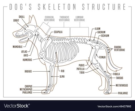 Detailed of a dogs skeleton skeletal Royalty Free Vector