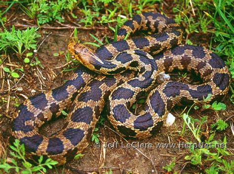 Western Foxsnake (Pantherophis ramspotti) – Amphibians and Reptiles of Iowa