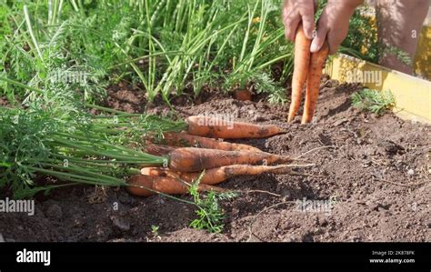 Female hands pull out fresh carrots from the soil. Hands of a woman ...