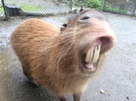 a capybara with some MASSIVE teeth : r/capybara