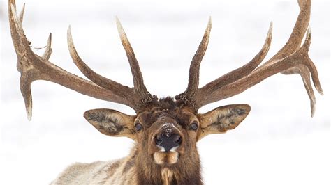 To grow bigger antlers, these elk risk life and limb | Science | AAAS