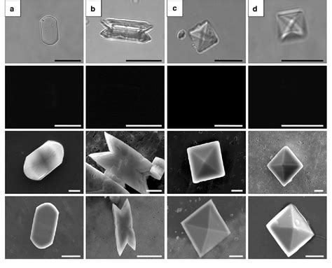 Direct Nucleation Of Calcium Oxalate Dihydrate Crystals, 49% OFF