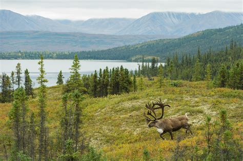 Denali National Park Alaska Wilderness - Denali National Park Preserve ...