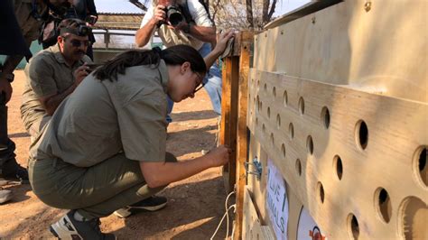 Indian cheetah reintroduction, two months on. - Cheetah Conservation ...