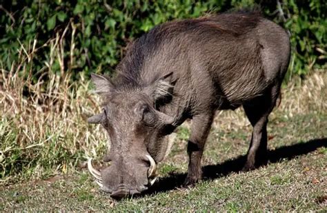 Wild Boar - Description, Habitat, Image, Diet, and Interesting Facts