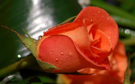 Beautiful Orange Roses wallpaper | 1680x1050 | #22569