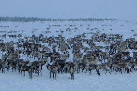 Where is the largest caribou herd? | Facts About All