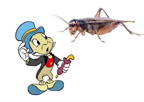 Jiminy Cricket! - How To Pest