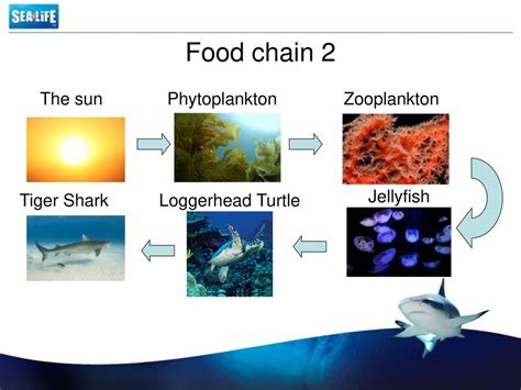 Jellyfish Food Chain