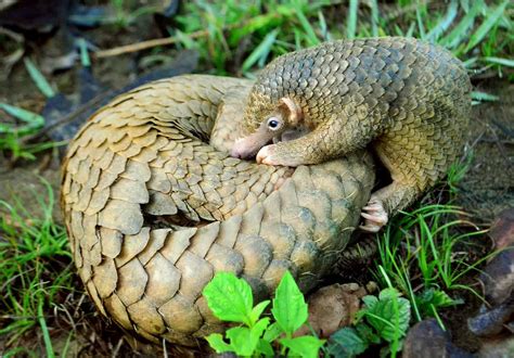 50 Interesting Pangolin Facts You Have to Know About - Facts.net