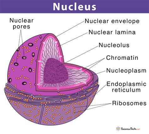 Cell Nucleus: Definition, Structure, & Function, with Diagram