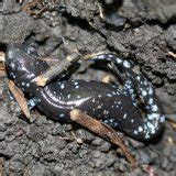 Blue Spotted Salamander Facts and Pictures