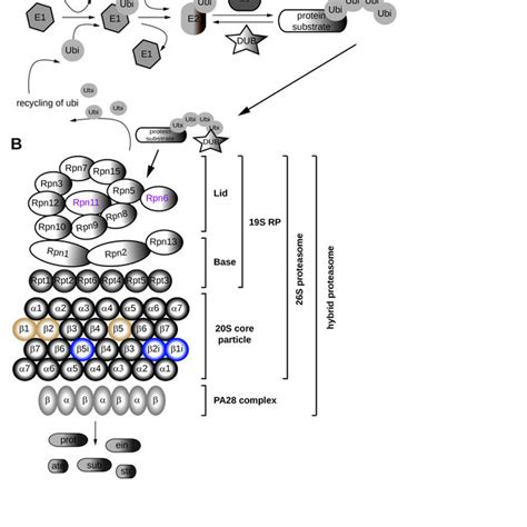 Overview of the specific proteasome subunits that influence the ...