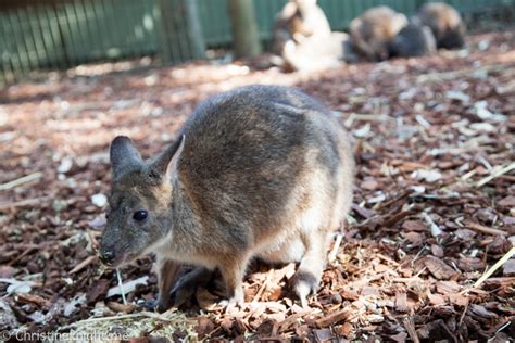 Featherdale Wildlife Park: Behind-The-Scenes Experiences - Adventure, baby!