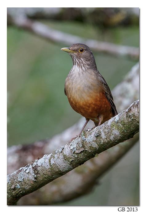 RUFOUS-BELLIED THRUSH