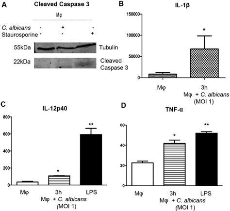 Caspase 3 activation and cytokine secretion measurement. Caspase ...